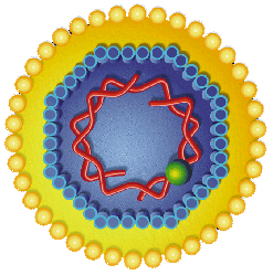 Schematic of hepatitis B virus