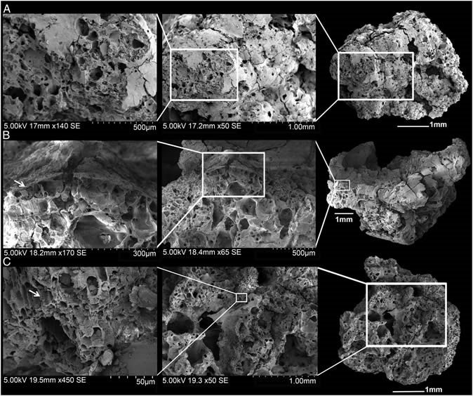   Scanning electron microscope images of Shubayqa bread remnants 1. (A) Sample number 6 shows the typical porous matrix of bread with small, closed voids. (B) Detail of a layer of aleurone of sample number 17 (at least unicellular). (C) sample number 12 showing the vascular tissue, the arrow marks the xylem vessels in longitudinal section. Photo Credit: PNAS 