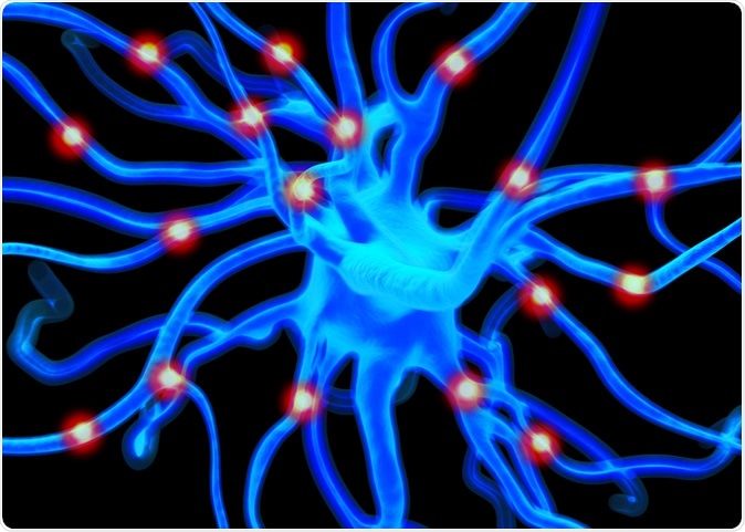   or nerve cells which are part of the nervous system and which process and transmit information by electrical and chemical signaling. Image credit: royaltystockphoto.com / Shutterstock 