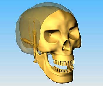 A robotic human jaw,