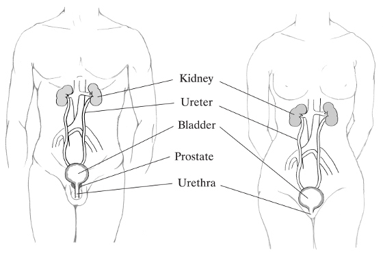 What Is The Urethra