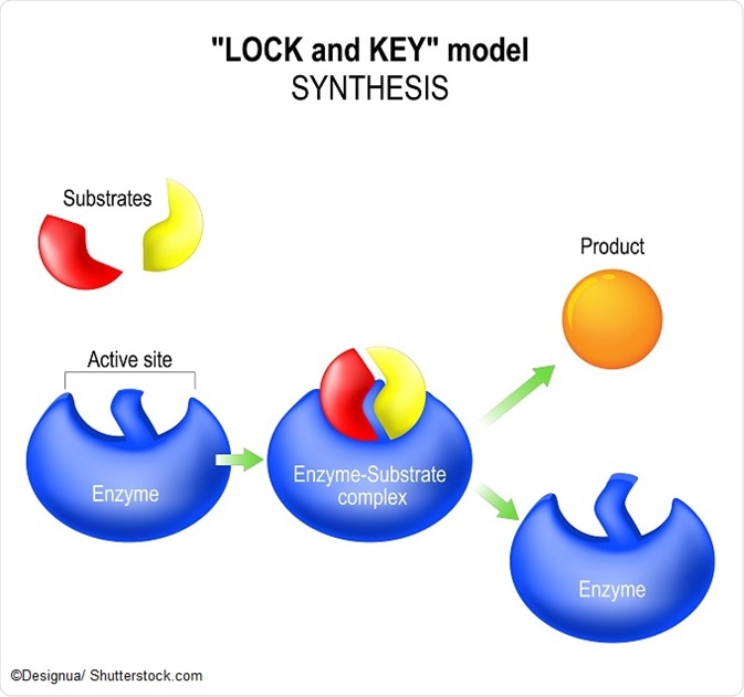 Virtual lab enzyme controlled reactions answer key