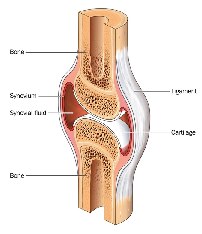 What Is Cartilage