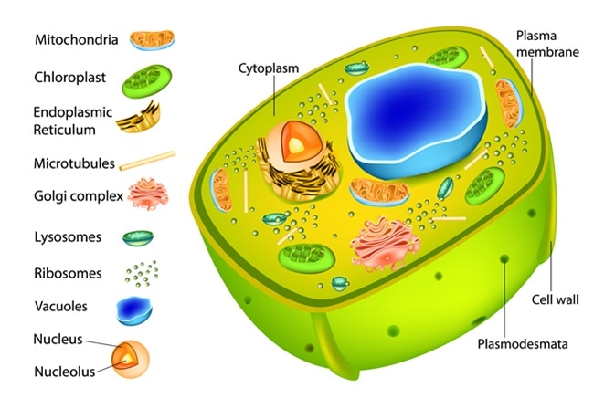 What Are Plasmodesmata