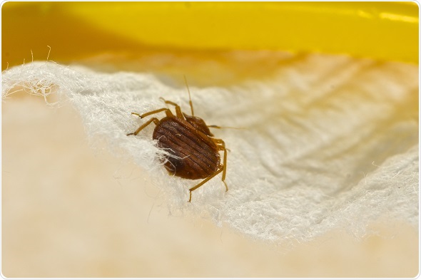 bed bug traps