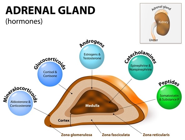 hormones secreted by adrenal gland quizlet