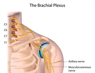 Brachial Plexus