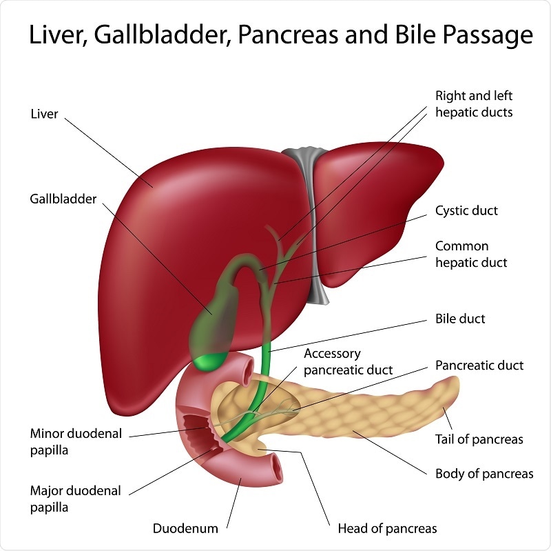 anatomy of liver and gallbladder