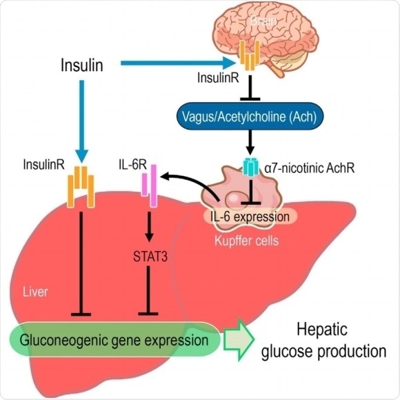 Kanazawa University researchers identify molecular mechanism that links ...