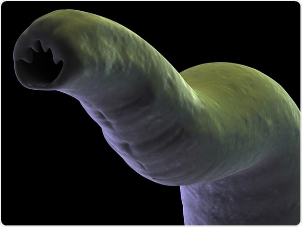 damage from hookworms in humans