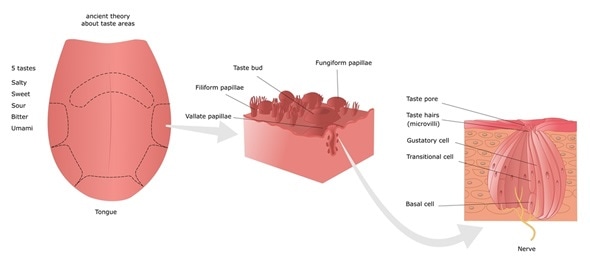 Genetics of Taste