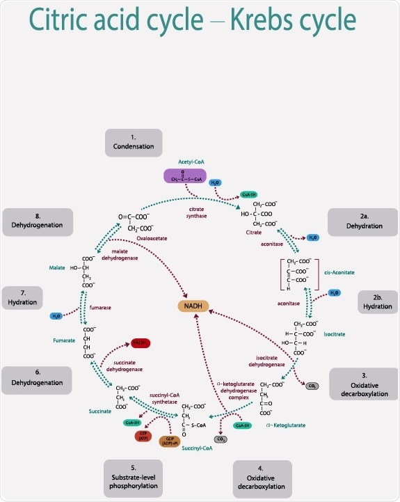 citric-acid-cycle-regulation