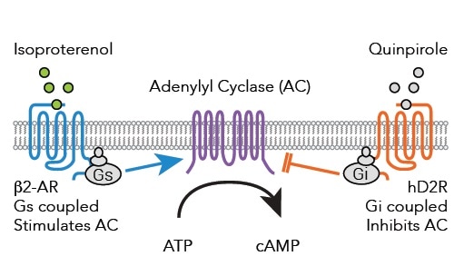 Real Time Detection Of Gi And Gs Signaling In Living Cells 8503