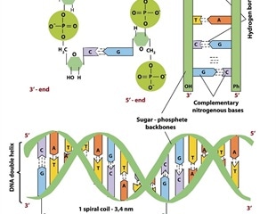 Structure Of Dna