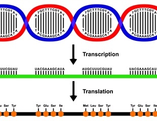 Amino Acids and Protein Sequences