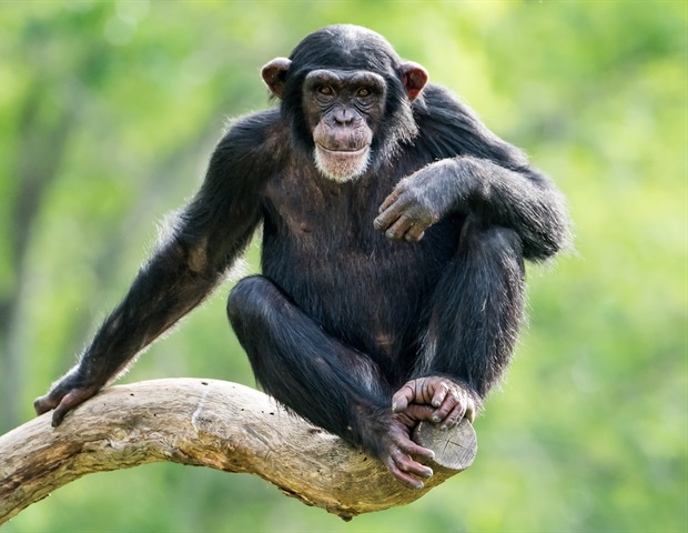 Apes Fucking Girls - 1,500 animal species practice homosexuality