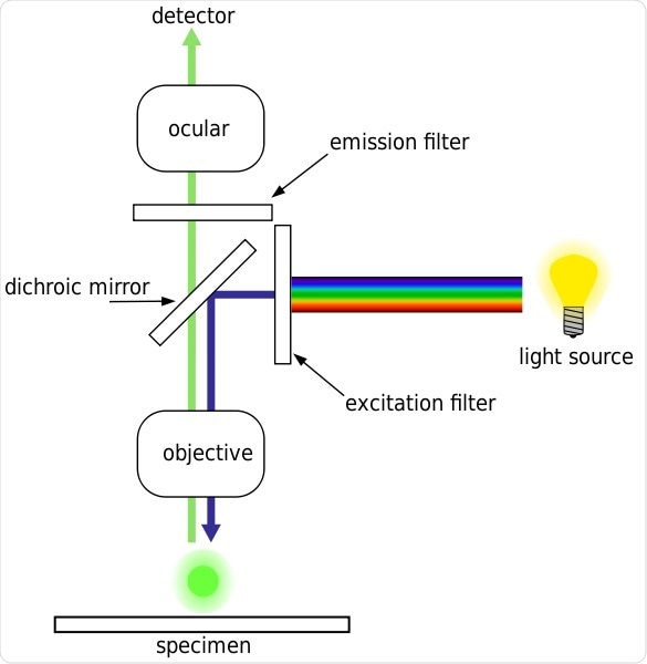 How do Epifluorescence Microscopes Work?