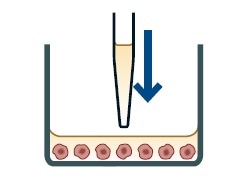 Real Time Measurement of Tumor Cell Death Using IncuCyte® Immune Cell ...