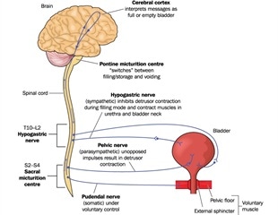 bladder neurogenic