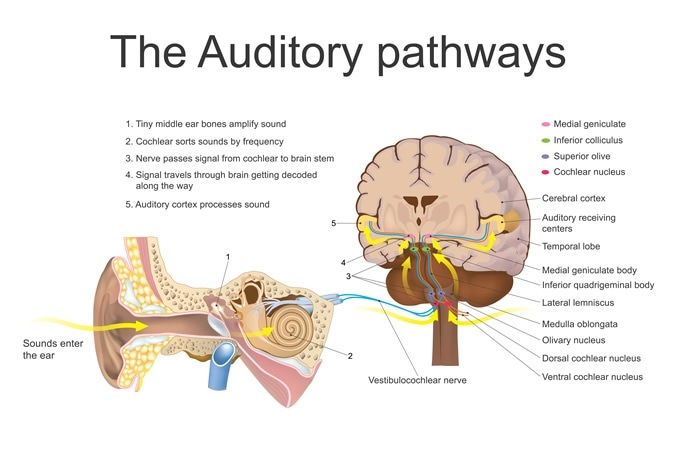 pitch-intonation-in-voices-identified-by-special-neurons