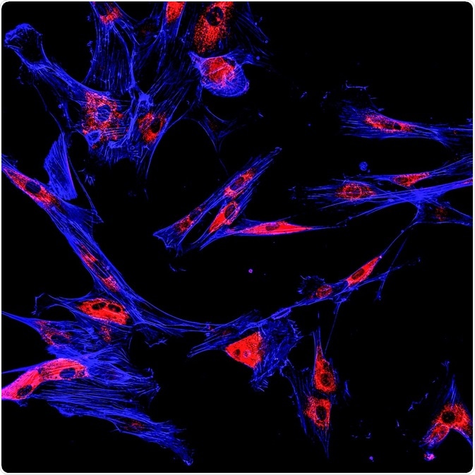 Biophotonics in Preclinical Studies