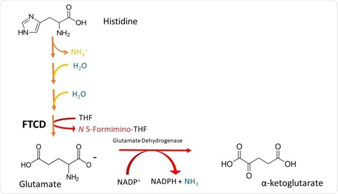 Histidine Metabolism