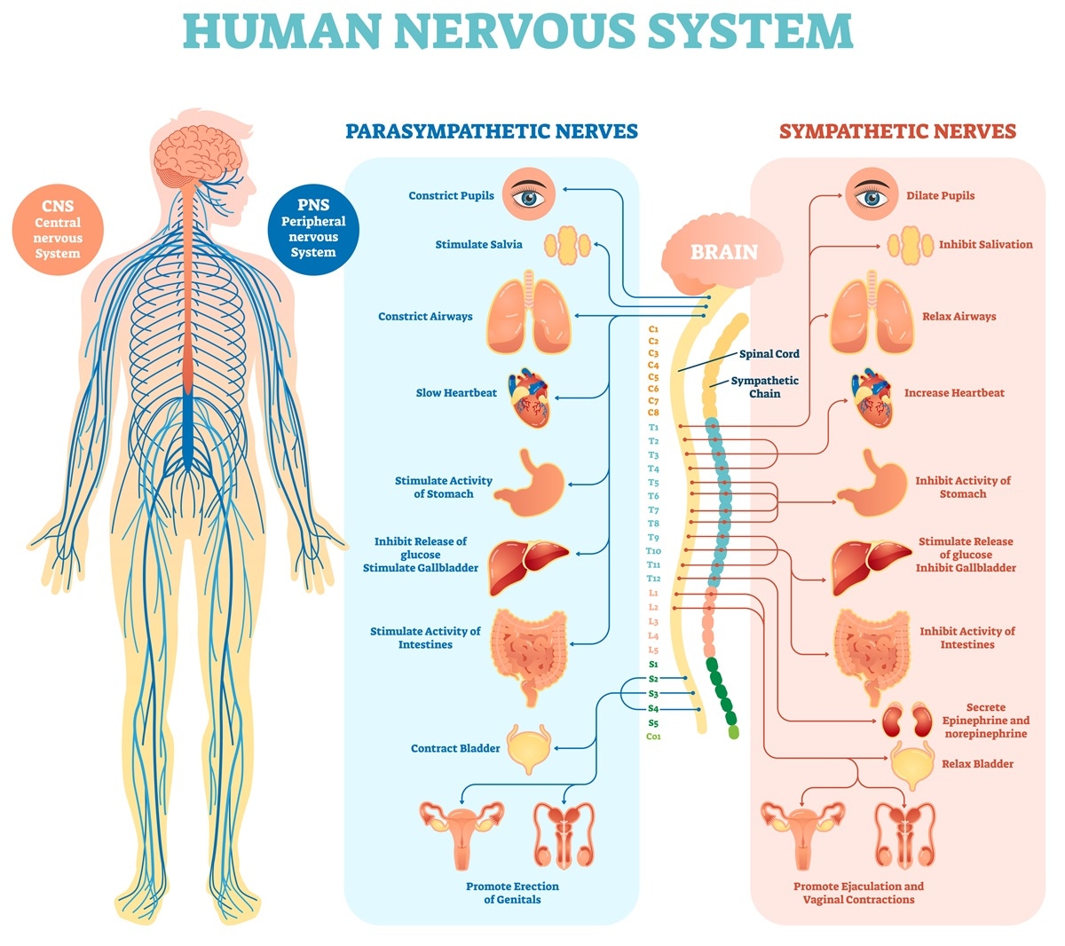 What two systems regulate and coordinate body functions?