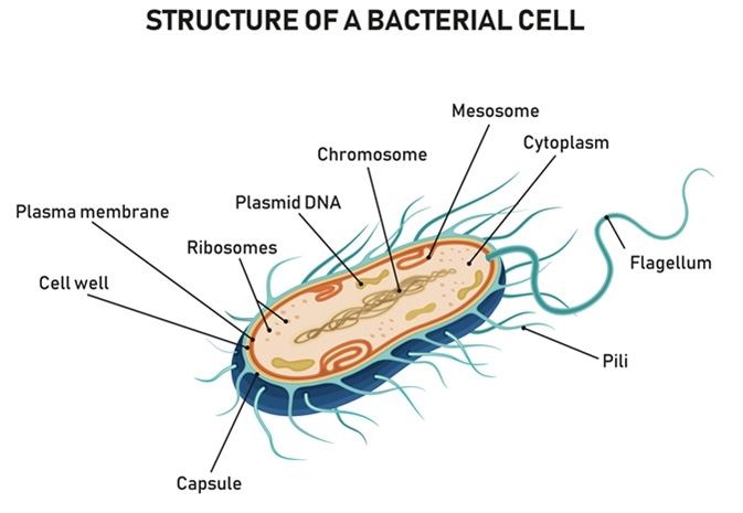 Structure and Role of Pili in Prokaryotes