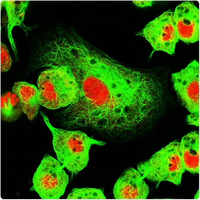 Fluorescence Microscope Cells