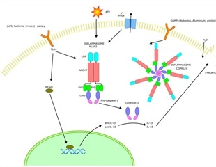 What is the Inflammasome?