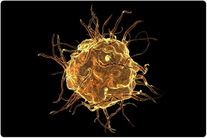 what-is-the-difference-between-a-phagocyte-macrophage-neutrophil-and