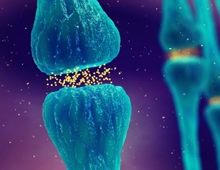 How do SSRIs Interact with Monoamine Transporters?