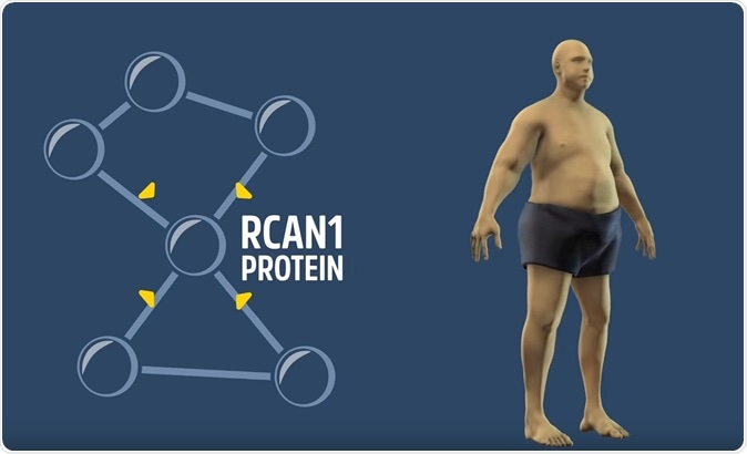 Regulator of Calcineurin 1 helps coordinate whole-body metabolism and thermogenesis