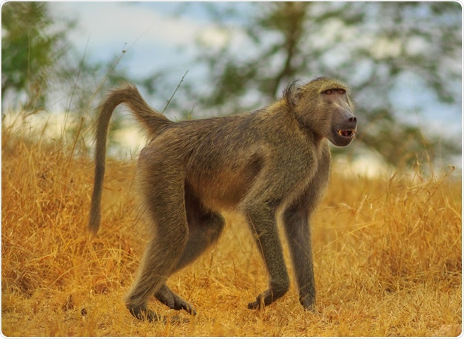 Xenotransplantation - Pig heart transplants keep baboons alive