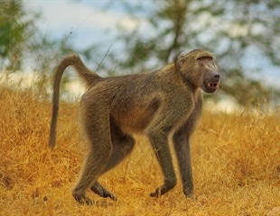 Xenotransplantation - Pig heart transplants keep baboons alive