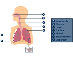 Accurate Breath Analysis with Breath Holding and End-Tidal Samples