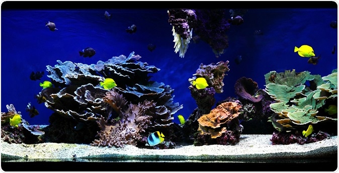 Best Comprehensive Guide To Set Up A 90 Gallon Fish Tank - Fishxperts
