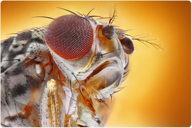 Male Fruit Flies Like Sex And Alcohol