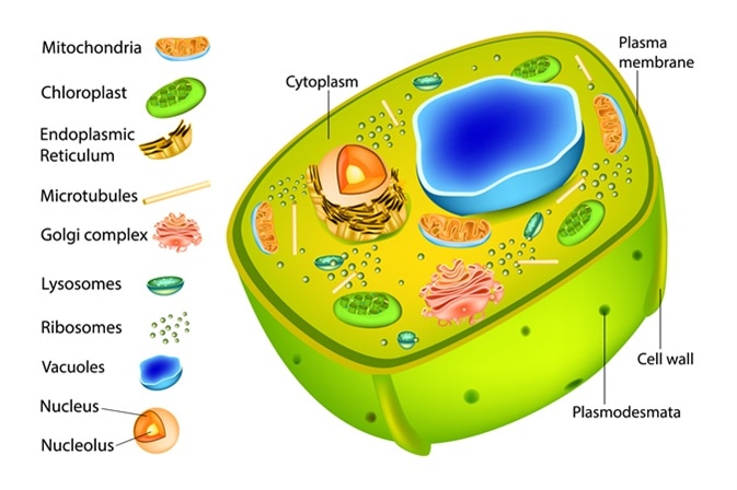 cytoplasm in plant cell