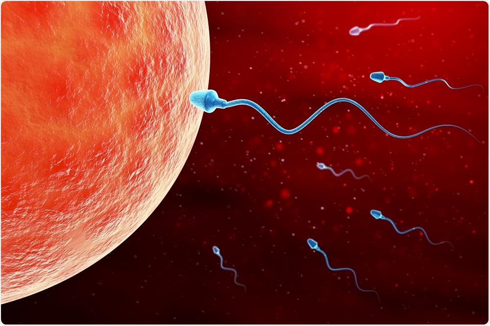 small-rna-in-sperm-shown-to-be-essential-for-embryonic-development