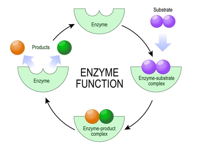 what enzyme def results in scids