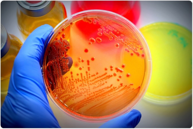 The Lac Operon In E Coli