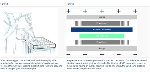 How Is Western Blot Done - 