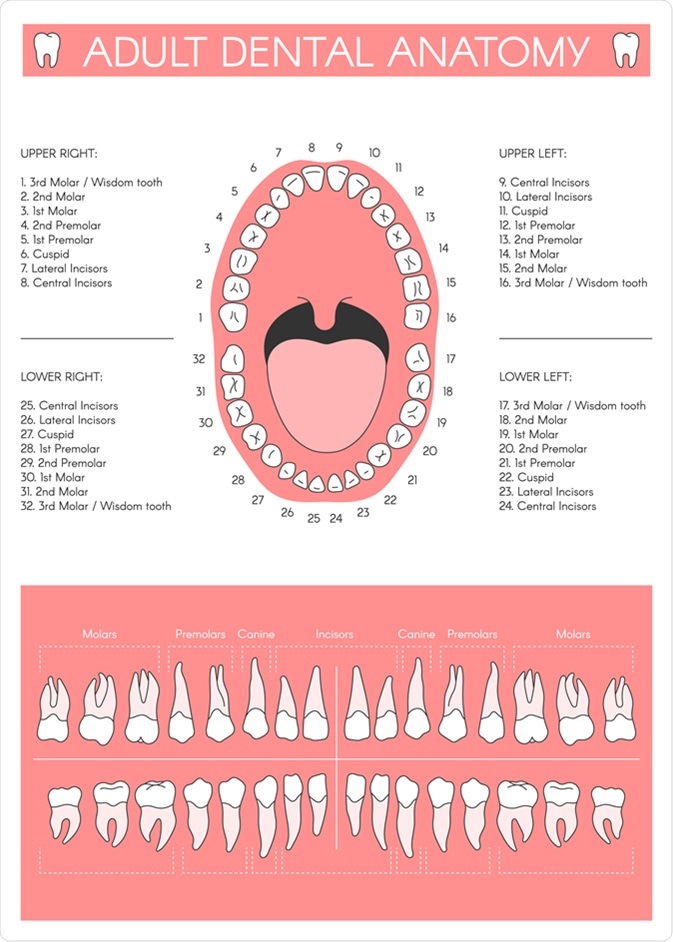 Human Teeth Numbers Diagram
