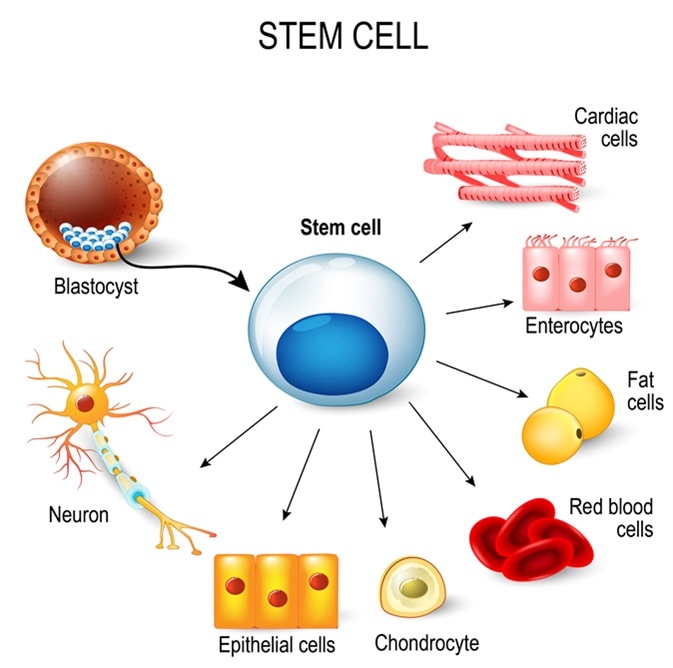 hematopoietic stem cells vs mesenchymal stem cells