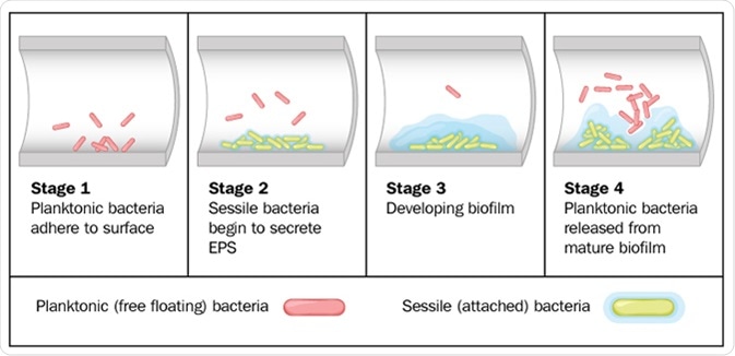 Biofilm Analysis: Tools and Techniques