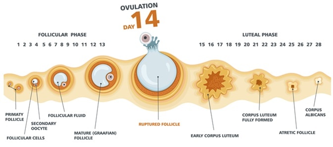 What Is Ovulation