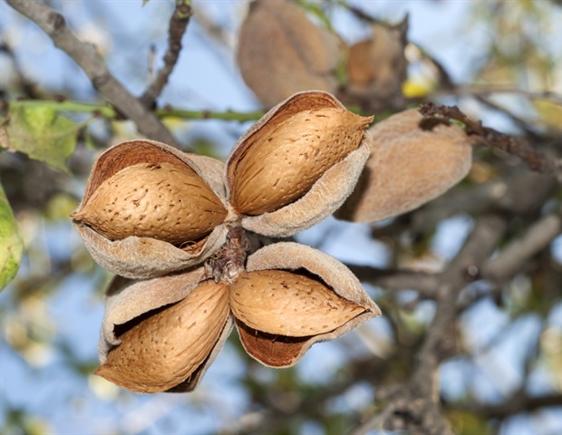 people-with-peanut-allergies-avoid-tree-nuts-despite-being-non-allergic