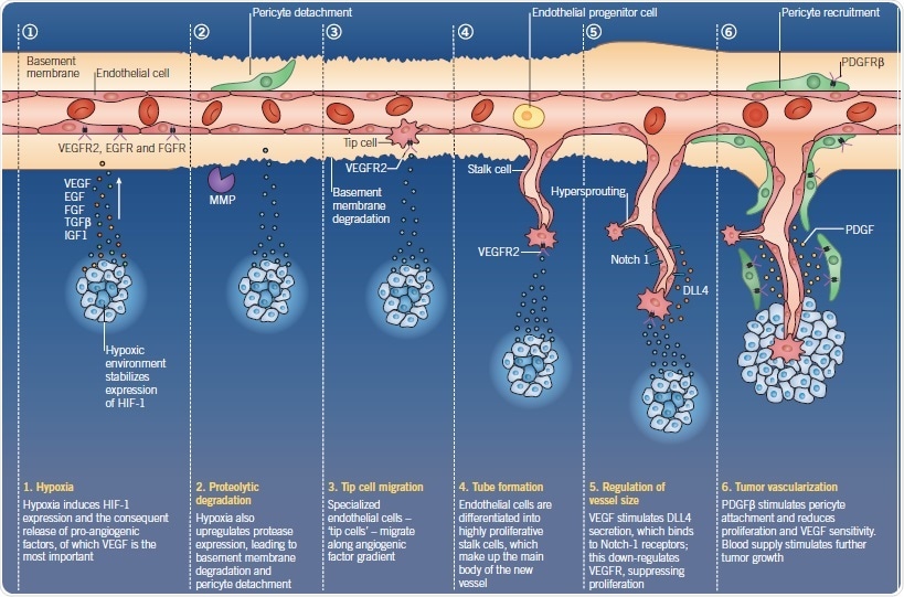 Researching Angiogenesis in Cancer