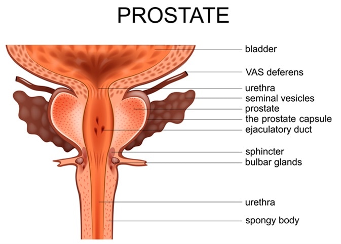 prostate anatomy